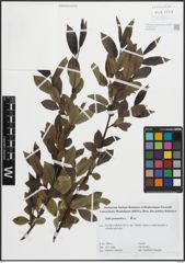 Foto von Salix pentandra L.